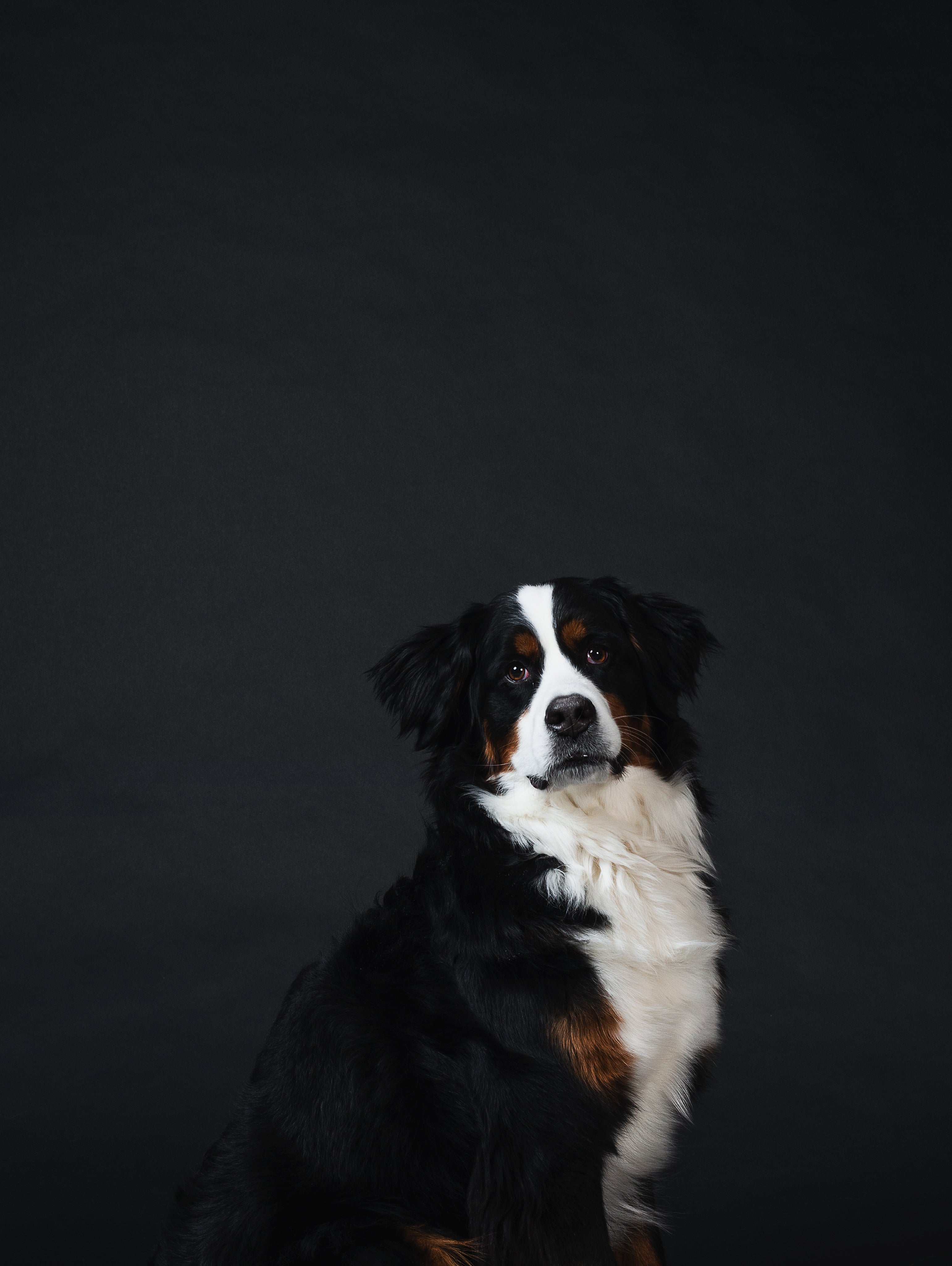 bernese-mountain-dog-against-black.jpg