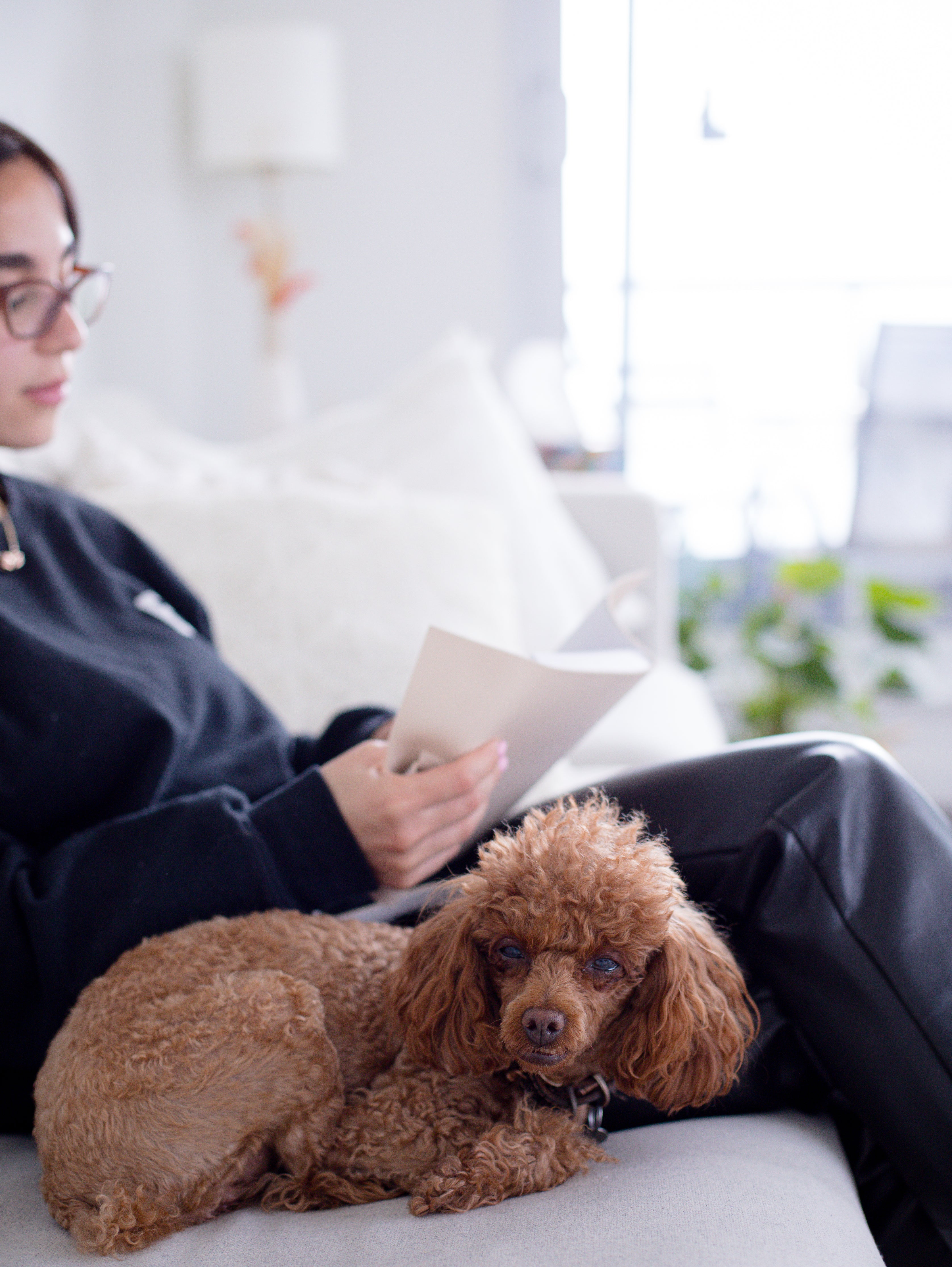 brown-dog-curled-up-on-a-couch-next-to-a-person.jpg