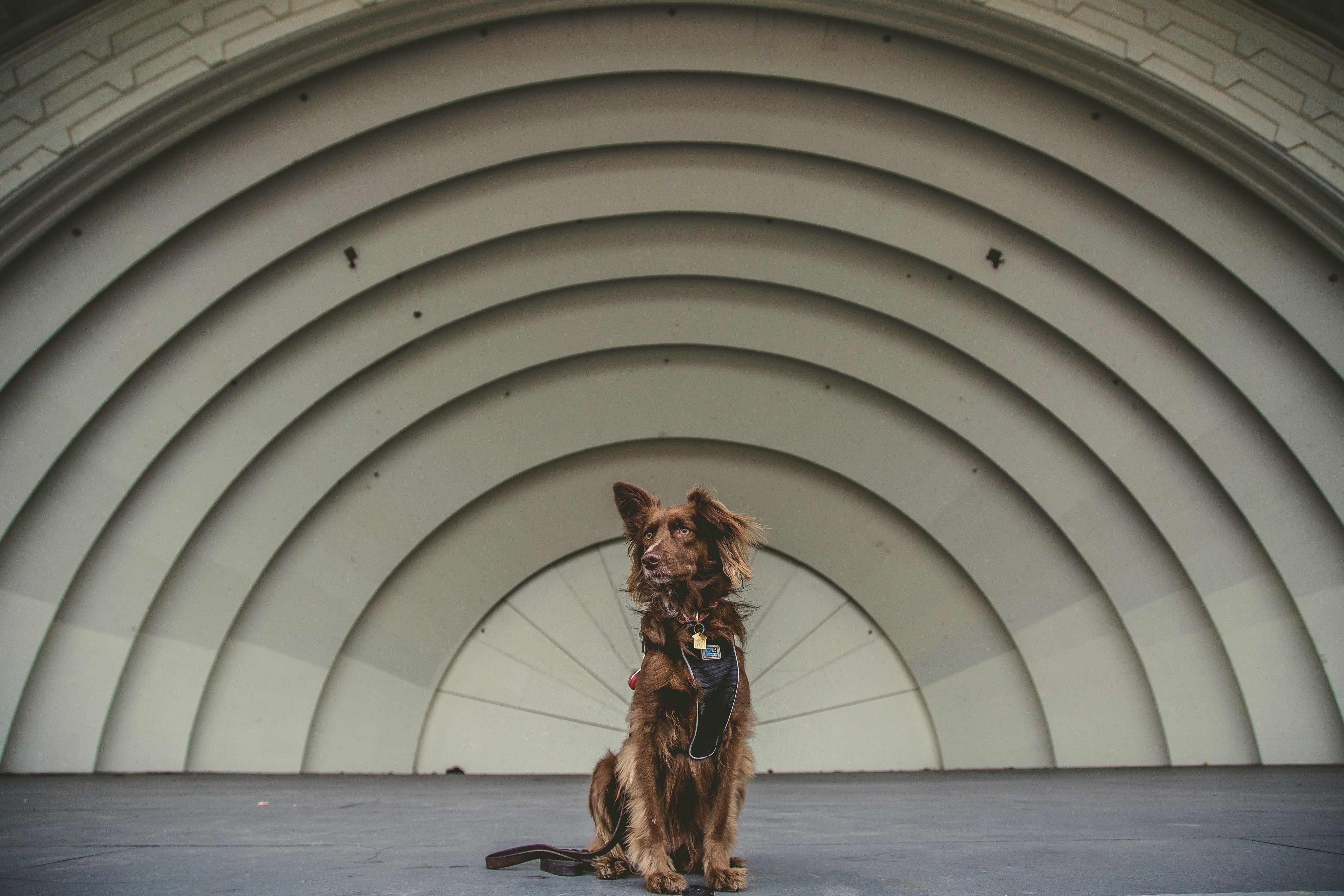 brown-mutt-dog.jpg