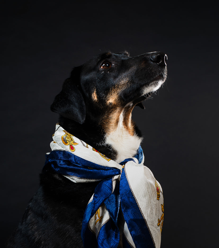 classy-canine-gentleman-adorned-in-nautical-scarf.jpg